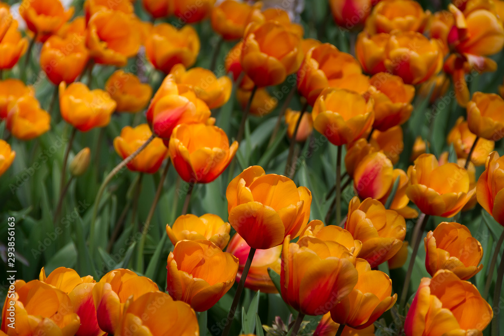 Gorgeous field of bright orange tulips on a spring day. Gorgeous field of bright orange tulips on a spring day.