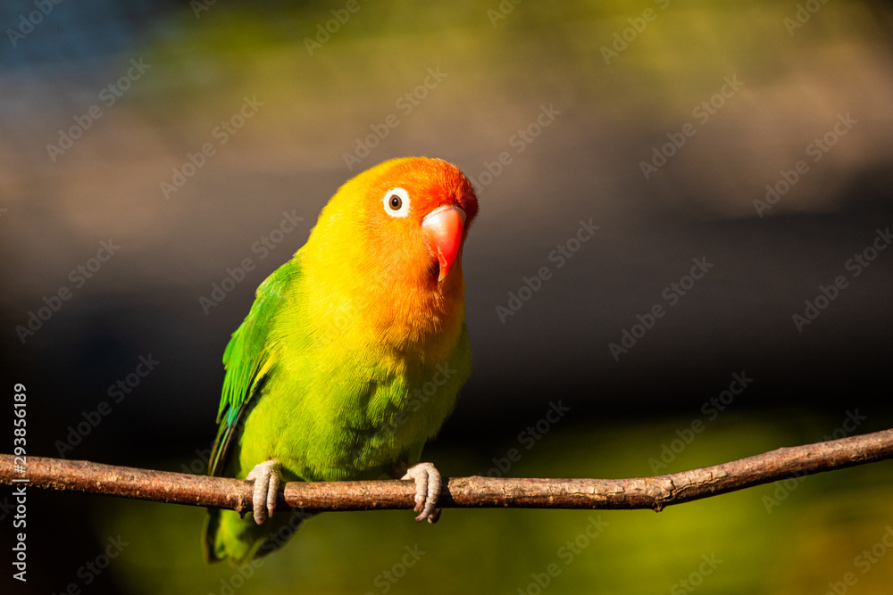 Beautiful parrot, Sun Conure on tree branch.