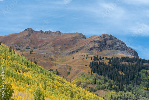 Autumn landscape of yellow aspen trees on a hillside with barren mountain tops behind on the Million Dollar Highway near Ouray, Colorado