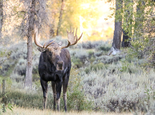 Moose in Grand Tetons National Park