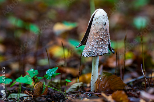 Ein aufgerissener Schopf-Tintling auf dem Waldboden