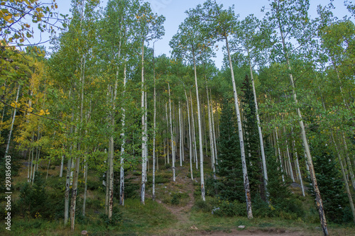 Landscape of aspen trees in Colorado