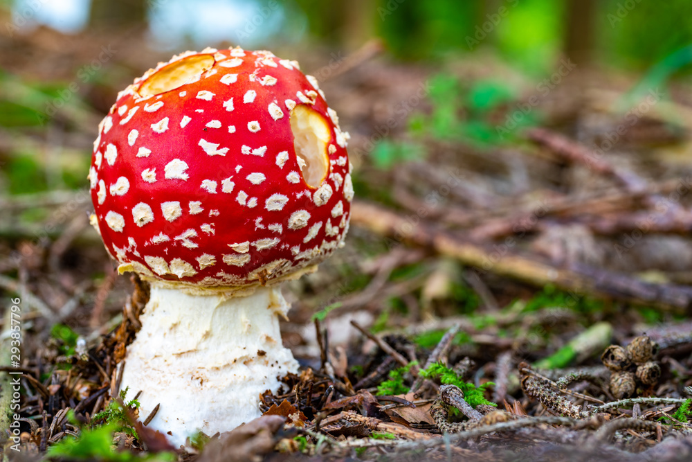 Kugeliger Fliegenpilz mit Löchern Kugeliger Fliegenpilz mit Löchern