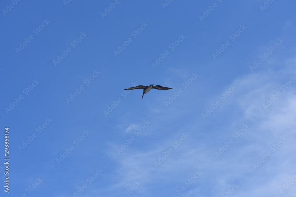 Brown Pelican Flying over the ocean 