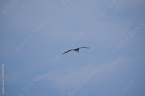 Brown Pelican Flying over the ocean 