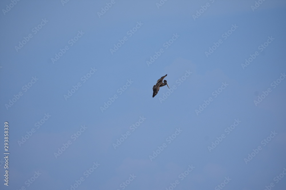 Brown Pelican Flying over the ocean Brown Pelican Flying over the ocean