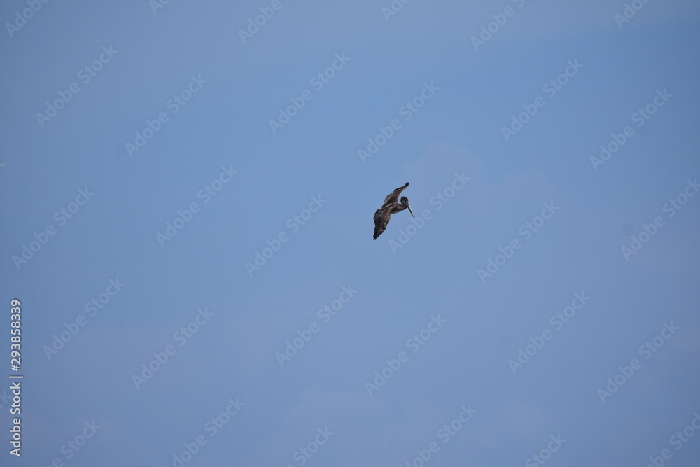 Brown Pelican Flying over the ocean 