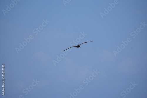 Brown Pelican Flying over the ocean 