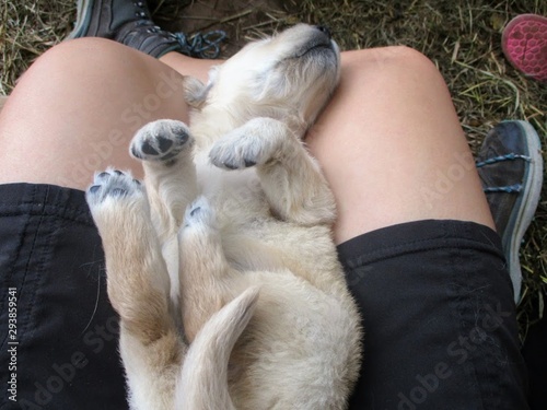 puppy on lap