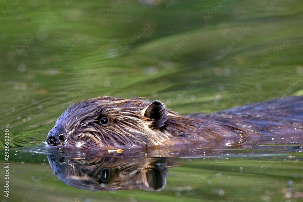 Close up portrait of Beaver swimming in pond. Close up portrait of Beaver swimming in pond.