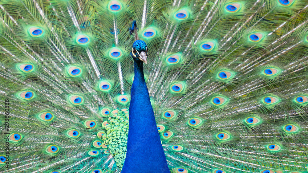 Fototapeta premium Peacock close up