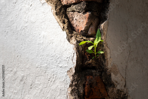Bilde på lerret a little strong tree growth at crack wall