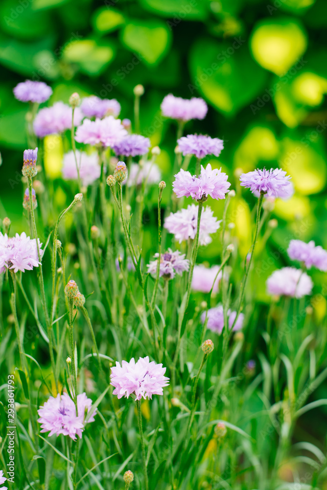 many lilac cornflowers bloom in the grass in the meadow many lilac cornflowers bloom in the grass in the meadow