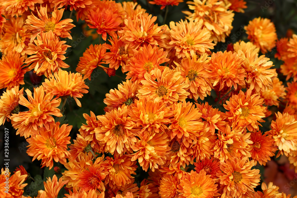 Orange beautiful chrysanthemum flowers as autumn floral background