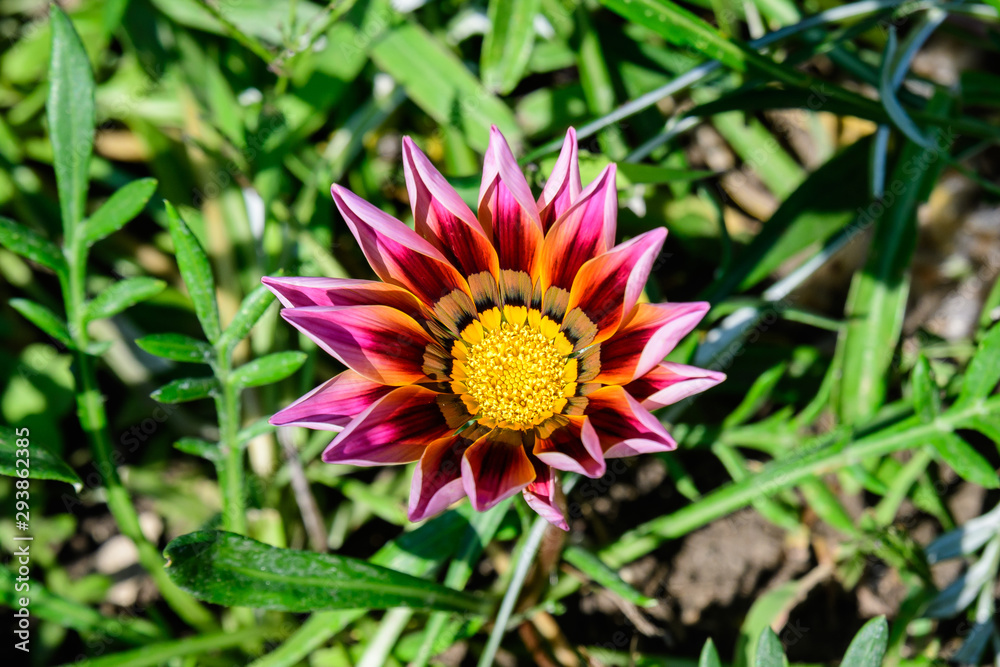 One pink gazania flower and green leaves in soft focus, in a garden in a sunny summer day, close up, top view One pink gazania flower and green leaves in soft focus, in a garden in a sunny summer day, close up, top view