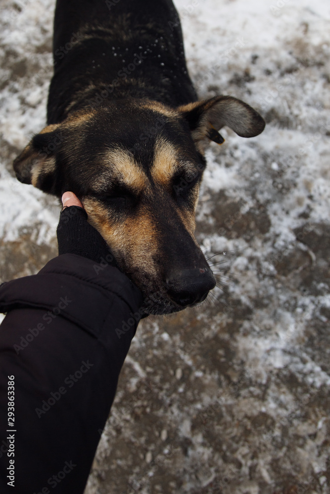 Hand in warm wear scratching funny dog Hand in warm wear scratching funny dog