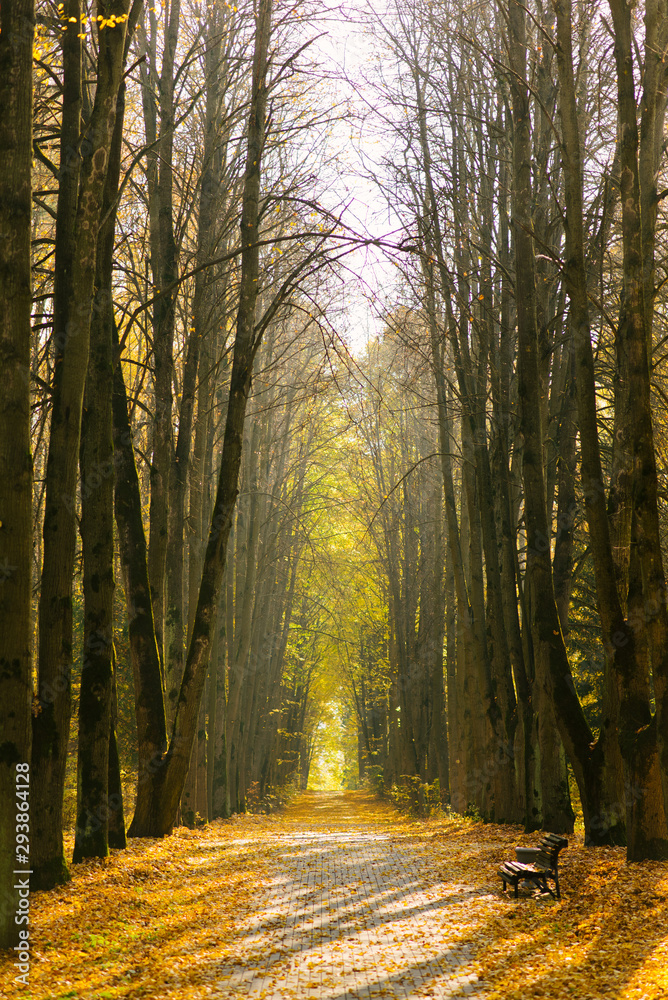 Fototapeta premium Alley autumn Park with yellow trees on a Sunny day
