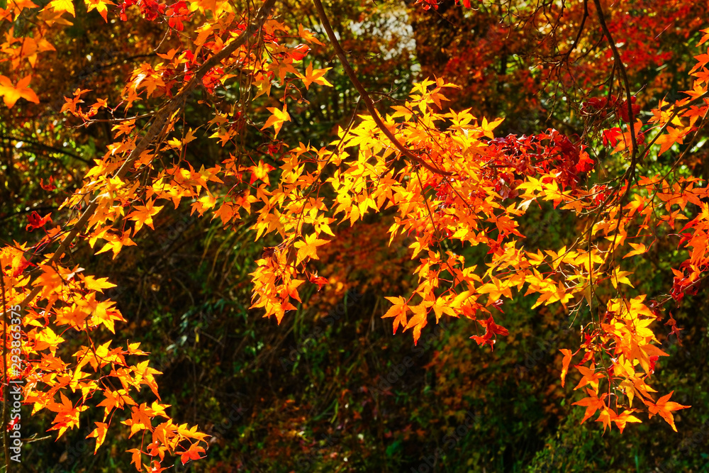 View of the colorful trees in autumn at Fujikawaguchiko next to Lake Kawaguchi in Japan. View of the colorful trees in autumn at Fujikawaguchiko next to Lake Kawaguchi in Japan.