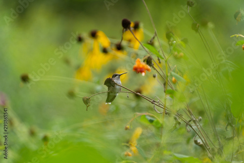 Ruby throated hummingbird sitting on a branch in a prairie © Amy Buxton