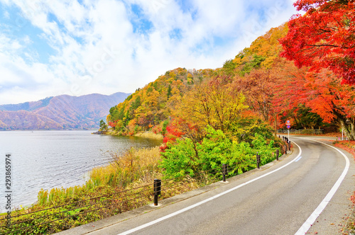 View of the colorful forest in autumn at the Lake Kawaguchi area in Japan.