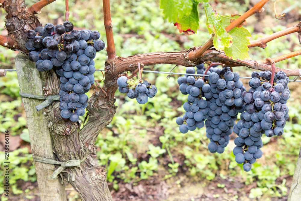 Ripe Pinot Noir grapes with autumnal vine leaves in bordeaux wine St Emilion