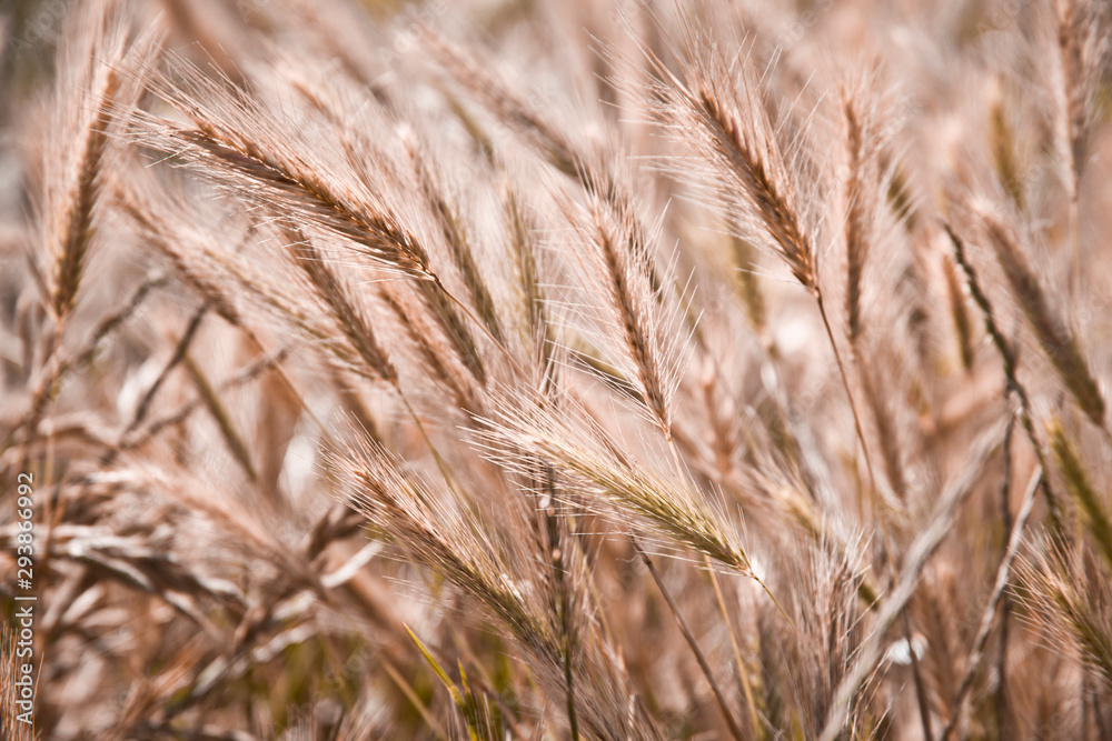 Organic golden ripe ears of wheat in field. Organic golden ripe ears of wheat in field.