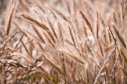 Organic golden ripe ears of wheat in field.