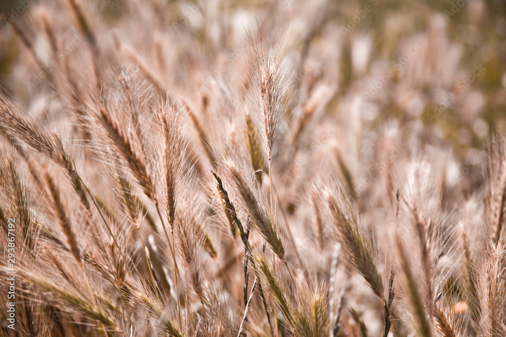 Fototapeta premium Golden ripe ears of wheat in field, soft focus.
