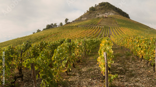 Photos Vignes et vignobles du Bugey