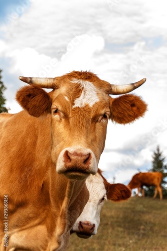 Bulls on pasture in Czech Republic - Europe. Beef production. Cattle breeding on the farm.