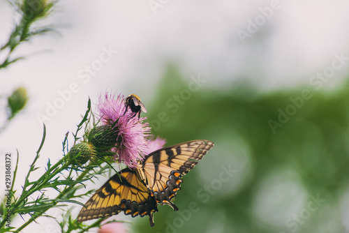 eastern tiger swallowtail butterfly (papilio glaucus) and bumblebees feeding on thistle flowers in the Fall photo