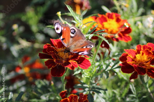 Motyl