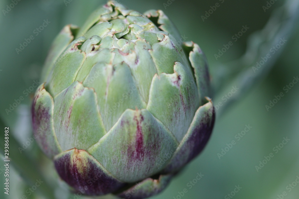 Obraz premium Wunderschöne Artischocke 