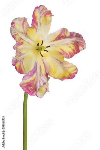 tulip flower isolated