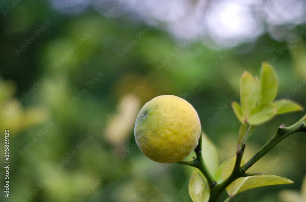 Lemon on tree