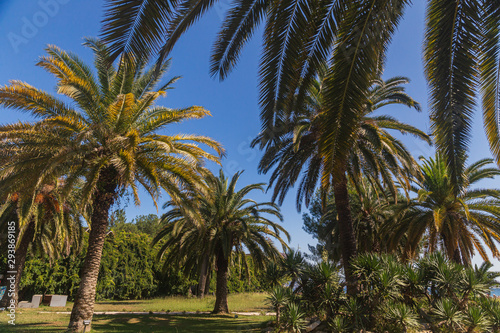 palm trees on beach © viktor