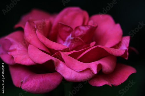 Bezaubernde Rose