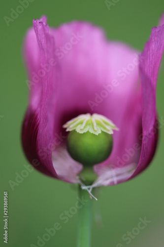 Mohnblume mal anders