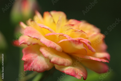 Einzigartige Rose
