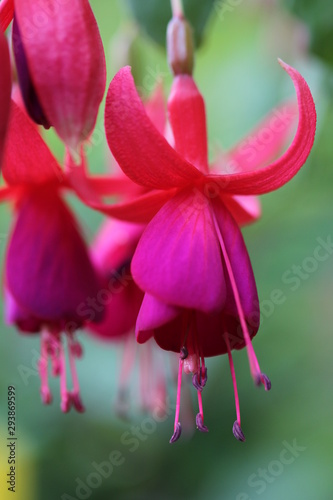 Farbenfrohe Fuchsie
