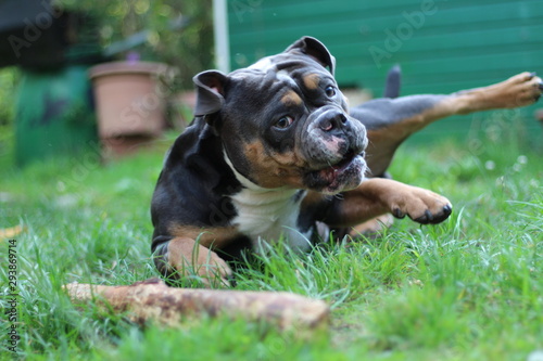 lustiger Hund