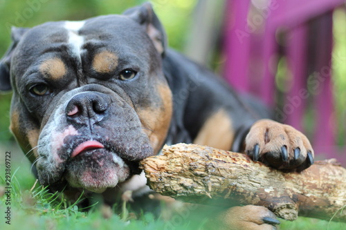 Olde English Bulldogge