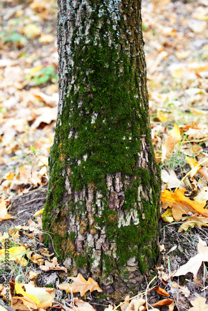 Moss grows on the north side of a tree in a forest