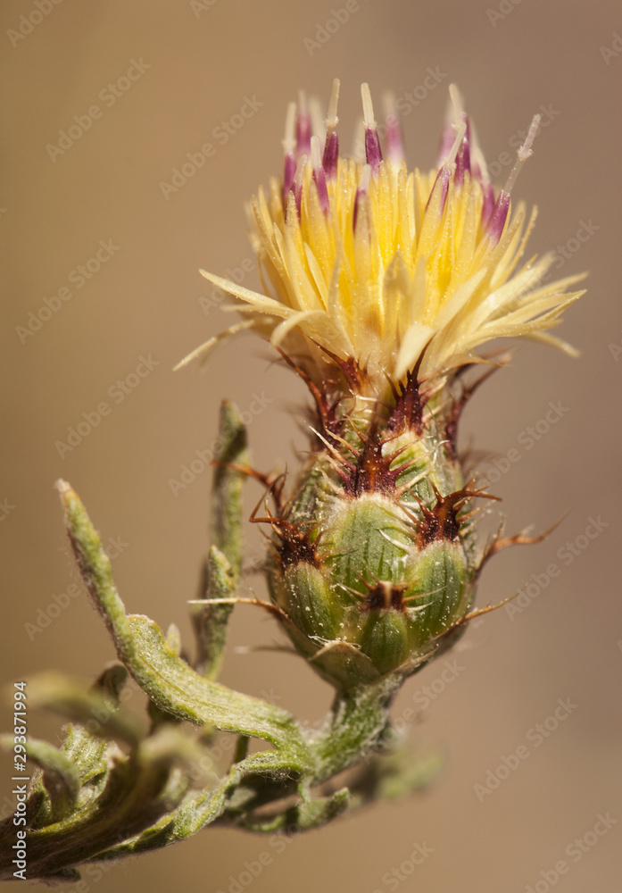 Centaurea boissieri subps funkii centaury centory starthistles knapweeds loggerheads beautiful plant of the yellow thistles family endemic to Granada Centaurea boissieri subps funkii centaury centory starthistles knapweeds loggerheads beautiful plant of the yellow thistles family endemic to Granada