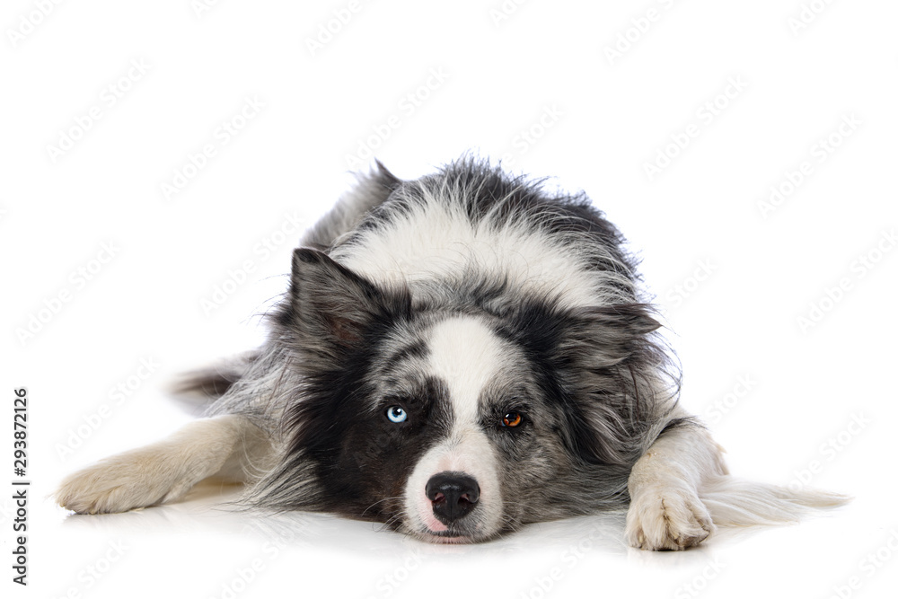 Border collie dog lying on white background
