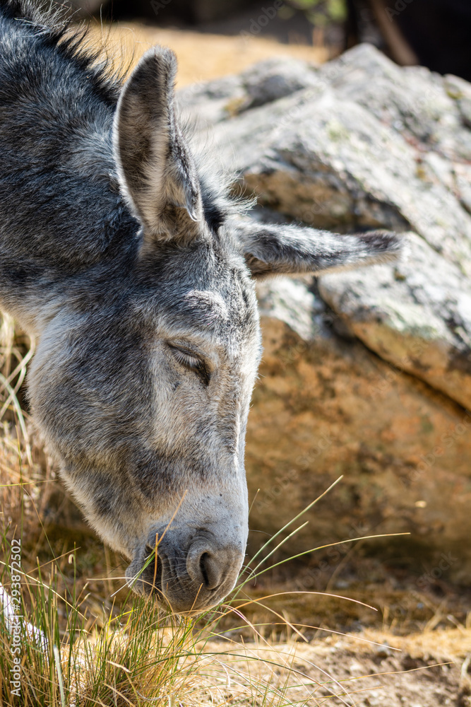 Portrait of a gray donkey in the field while feeding, short shot