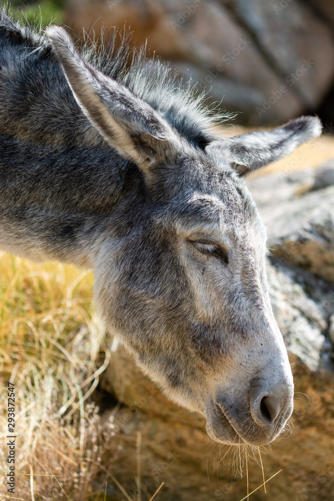 Portrait of a gray donkey in the field while feeding, short shot