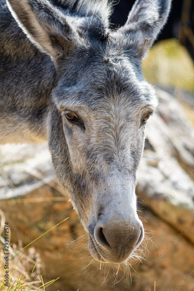 Portrait of a gray donkey in the field while feeding, short shot