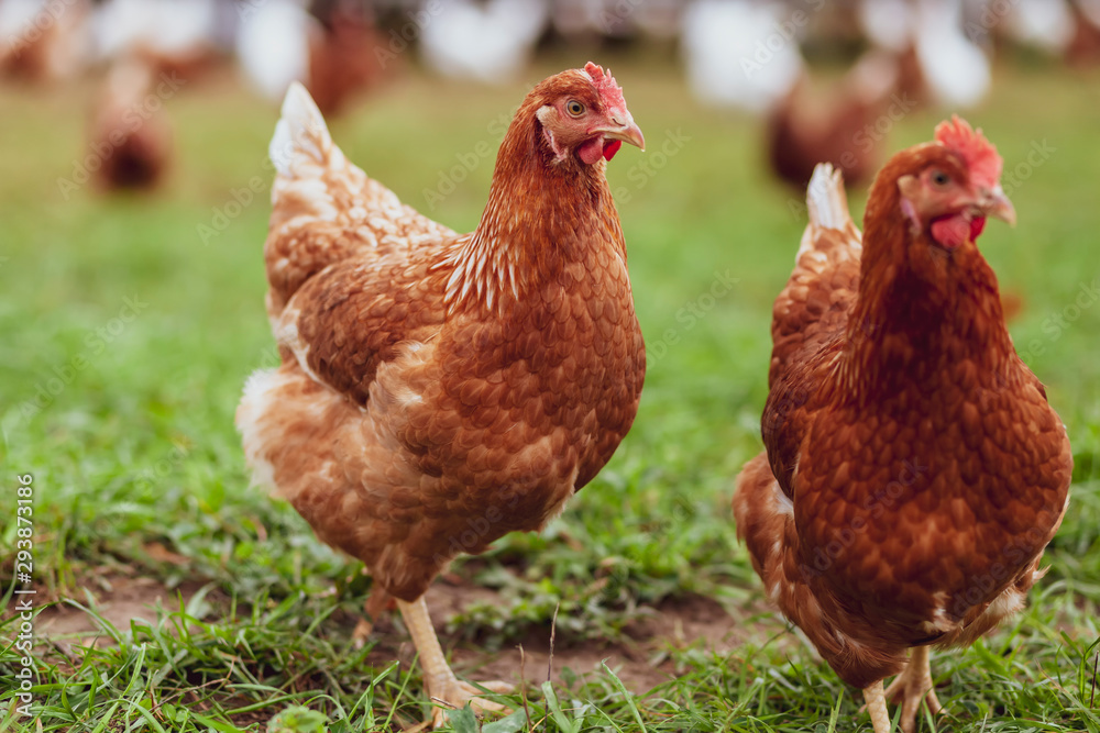 Happy hens on an organic farm - Chicken Portrait