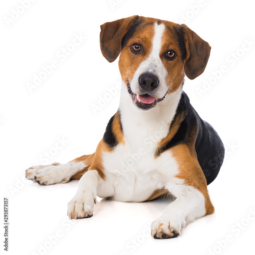 Mixed breed dog lying on white background